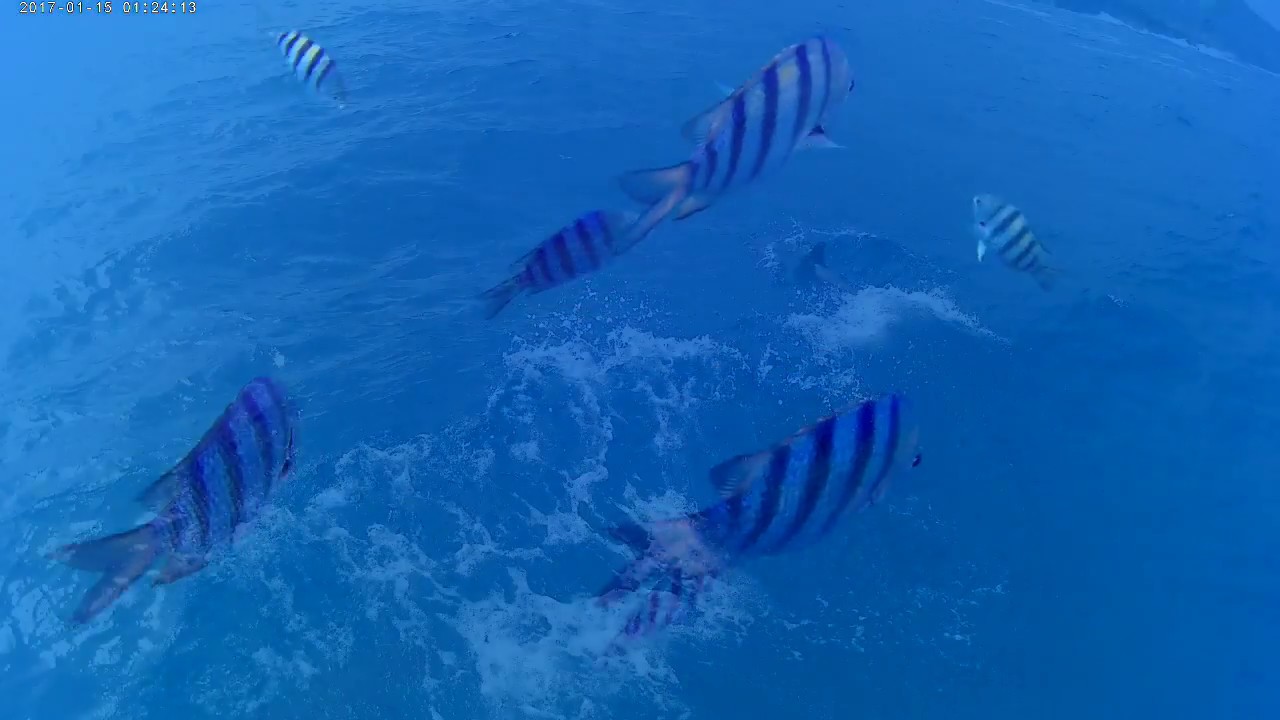 Fernando de Noronha Movie - Slideshow 
