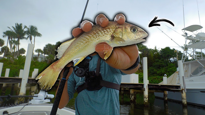 I Tested The "Best" Snook Fishing Baits For 1 week...