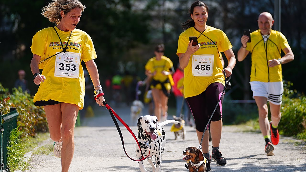 Dog Run 2024 YouTube