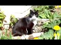Чёрно белый бесхвостый кот