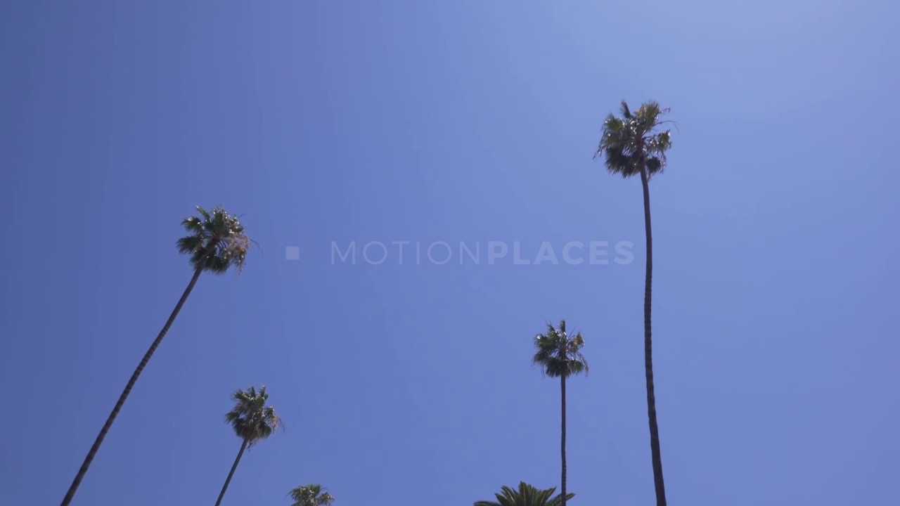 Beverly Hills Palm Tree Drive Free Stock Footage YouTube