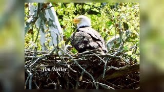 Newest Carillon Park eaglets hatch | WHIO-TV
