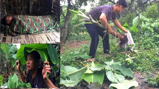 Growing banana trees as a source of animal feed, I caught a cold in the heavy rain