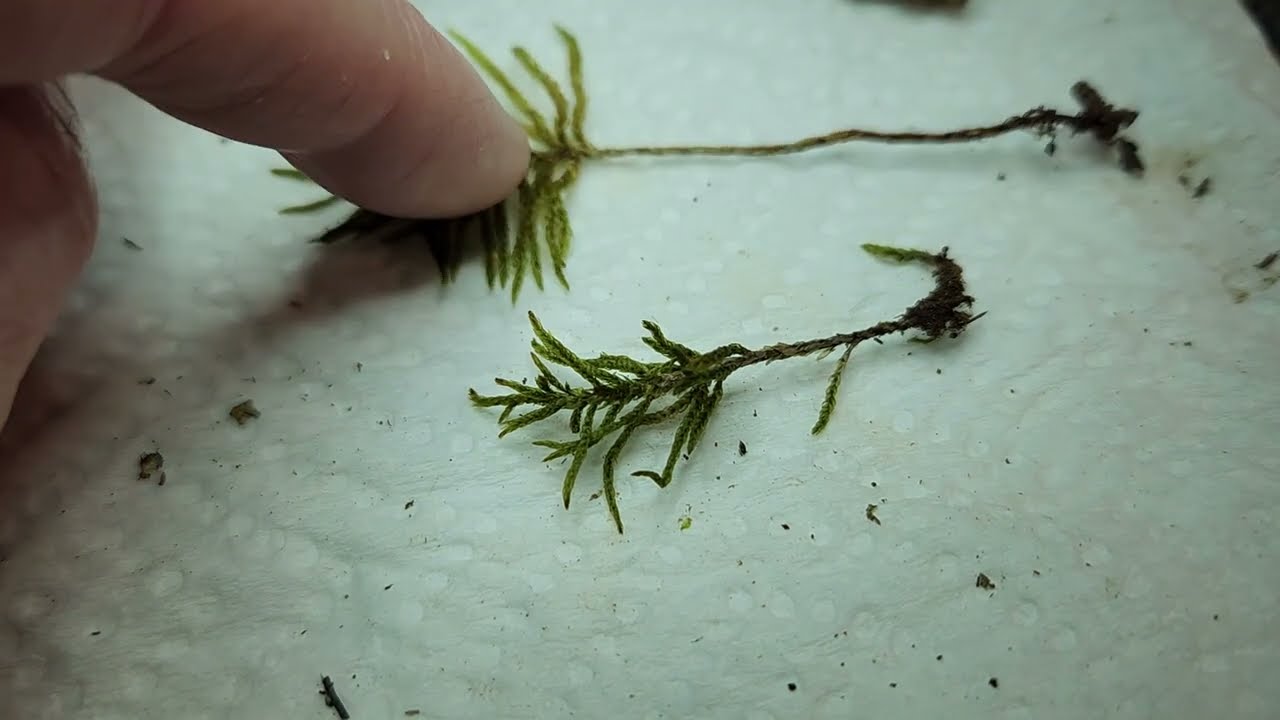 Two palm tree mosses, Thamnobryum alleghaniense vs Climacium americanum.