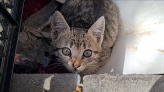 Tabby Kitten With Beautiful Eyes