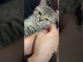 【#shorts】名前を呼んだら返事する猫が可愛すぎる…【おしゃべりする猫】