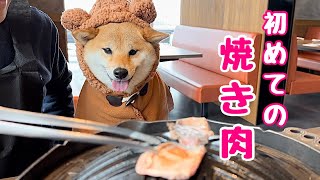 初めての焼き肉屋さんで興奮が抑えられずお肉を目の前にニヤニヤしちゃう柴犬が可愛い