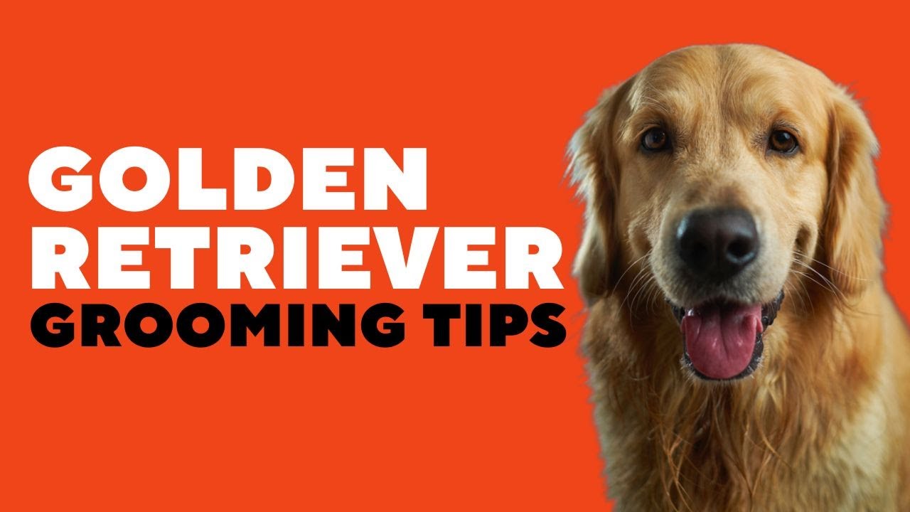 Golden Retriever Grooming (Dog Grooming Tips) YouTube