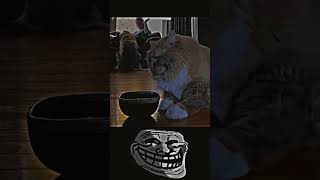 poor cat #sad #cat #animals #troll