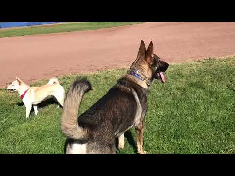 Big German Shepherd Dog Likes Playing with Small Dogs