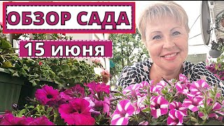 картинка: Обзор КРАСИВЫХ ЦВЕТОВ в саду. Прогулка на 15 июня