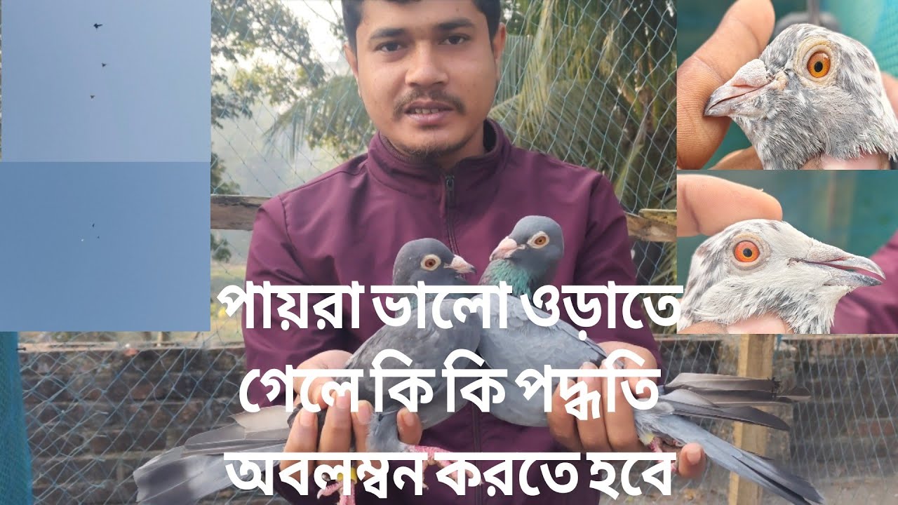 পার্ট 2 - ভালো পায়রা কিভাবে চিনবেন ❤️ ভালো পায়রা চেনার কিছু টিপস 💯❤️  17/2/2026