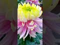 Roses Are Trending Again (and They're Beautiful)