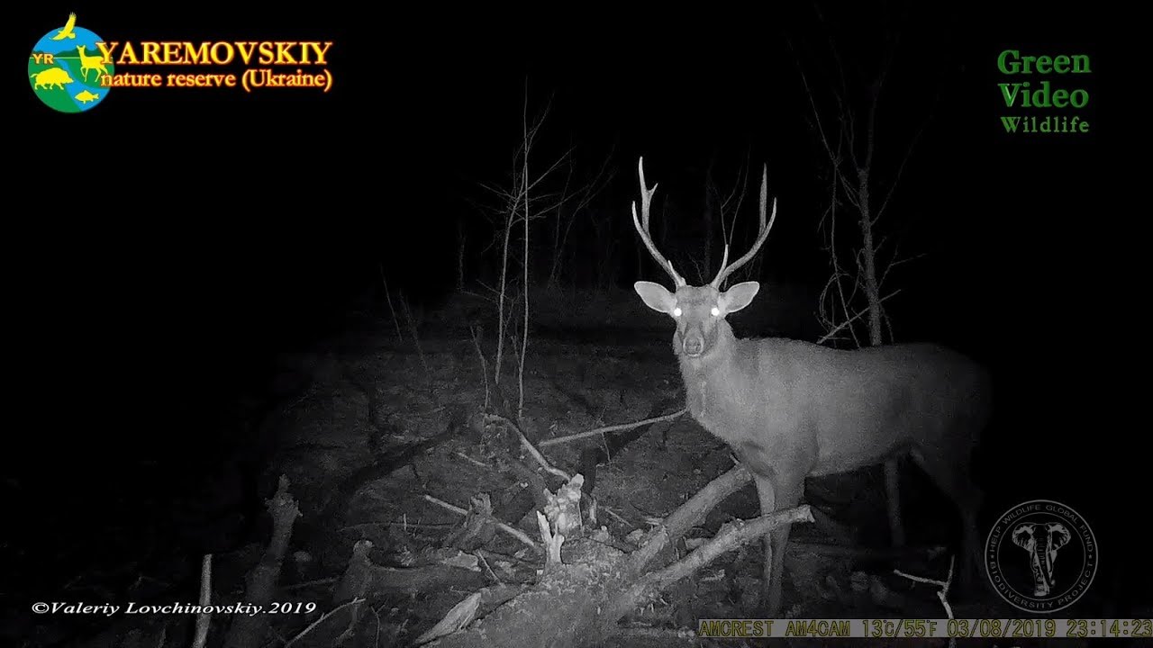 Sika deer male is eating bark and branches of a fallen tree / Пятнистый