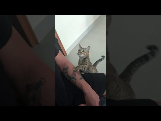 Pet Me Please || ViralHog