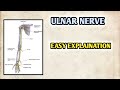 "ULNAR NERVE" Explaination | ANATOMY | MEDICO
