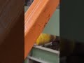 Debarking... of white wood spruce