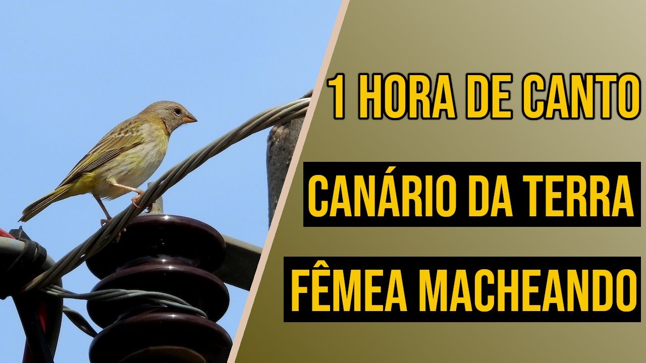 Como Saber Se O Canário Da Terra é Fêmea