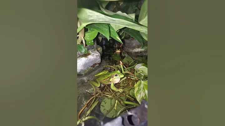 Green and Golden Bell Frog (Ranoidea aurea (previously Litoria)) Male Calling Croaking