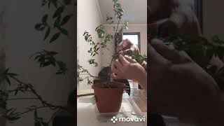 Мирт/ Формирование