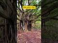 दुनियाका सबसे बड़ा बरगद का पेड़ 😱। #science #shorts #factshindi #viral #trend #trees #mr #garden
