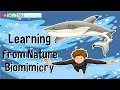 Biomimicry in Design and Innovation
