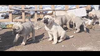 #kangaltv #shepherddog Cute Anatolian Shepherd Dog Puppies - Sevimli Anadolu Çoban Köpeği Yavruları by Kangal Empire 72 views 2 years ago 5 minutes, 4 seconds