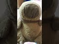 Capibara 😃