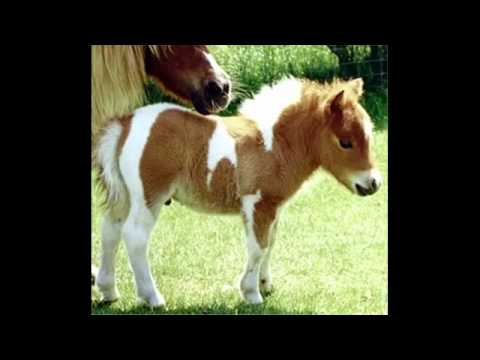 Petit poney - Dieudonné