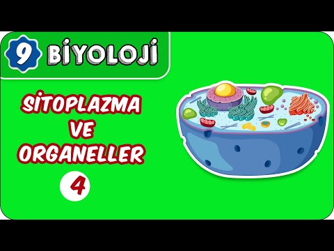 Sitoplazma ve Organeller - 4 | 9.Sınıf Biyoloji