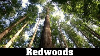 Drive through the avenue of giants in humboldt redwoods state park.
and other sections explored on foot, such as founders grove, tree,
jeded...