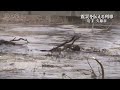 Tsunami rushes up kuji and nagauchi river kuji city 311 extended