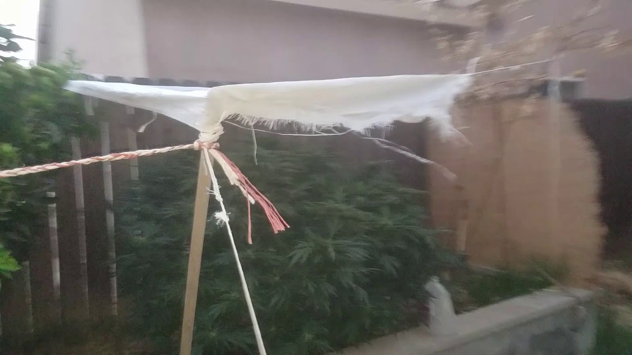 Outdoor bud