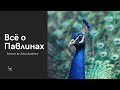 Всё о Павлинах | Science by Zeba Academy