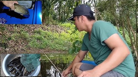 Ngủ giữa ruộng cắm câu săn những con cá lóc đồng | long An quê tôi