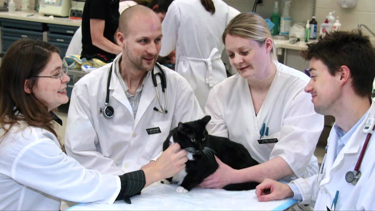 WCVM Veterinary Medical Centre YouTube