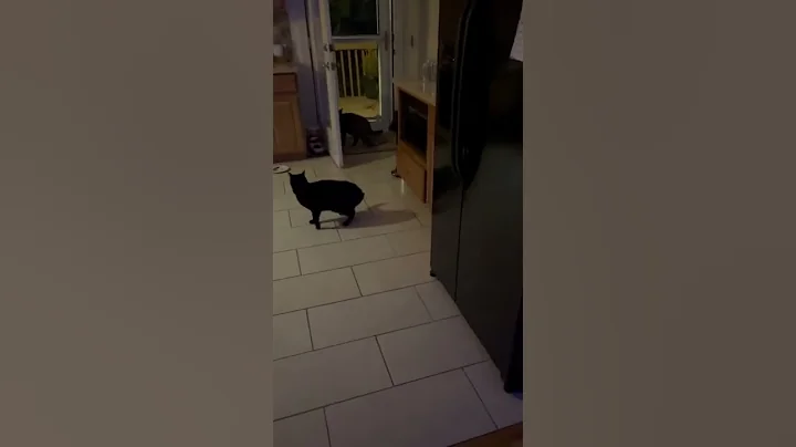 Funny cat screaming