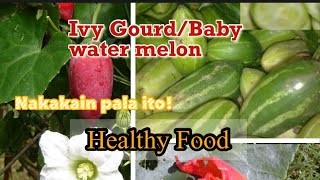 IVY GOURD/TINDORA (baby watermelon) NAKAKAIN PALA ITO AT DAMING BENIPISYO SA ATING KATAWAN #JACKIED7