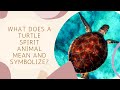 What Does a Turtle Spirit Animal Mean and Symbolize?