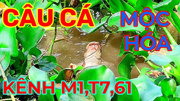 Câu Cá Rô Đồng,Thác Lác Kênh M1,T7,61...Mộc Hoá Long An.Trúng cả ổ Thác Lác.Giật tê người