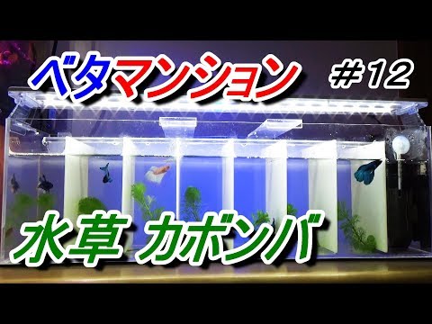 ベタマンション 自作アクリル水槽【 新しい順 】 - YouTube