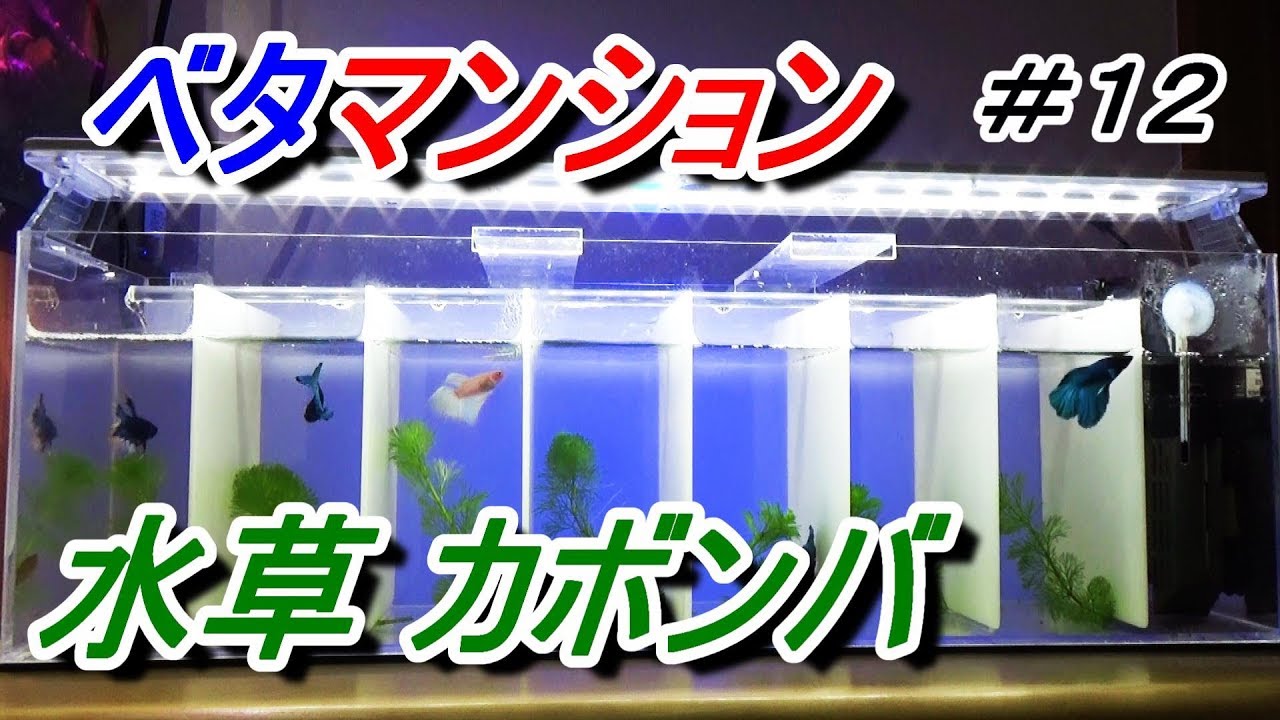水草カボンバ メダカ水槽 紹介 Youtube
