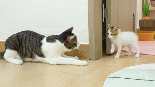 What Happen When the Rescued Kitten Teases the Big Cat? │ Episode.15