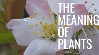 The meaning of plants - Japanese cherry tree blossom