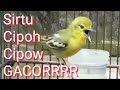 kompilasi burung sirtu, cipoh, atau cipow gacorrrrrrr