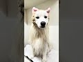 vlogサモエドの雪吉ちゃん's grooming🧴名前のとおり雪☃️が降る たくさんの大吉笑顔😀をありがとう❤️#おばちゃんトリマーのトリミングサロン #サモエド #雪吉ちゃん