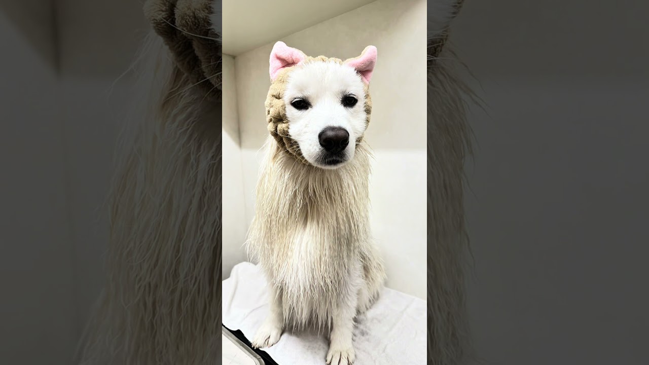 vlogサモエドの雪吉ちゃん's grooming🧴名前のとおり雪☃️が降る たくさんの大吉笑顔😀をありがとう❤️#おばちゃんトリマーのトリミングサロン #サモエド #雪吉ちゃん