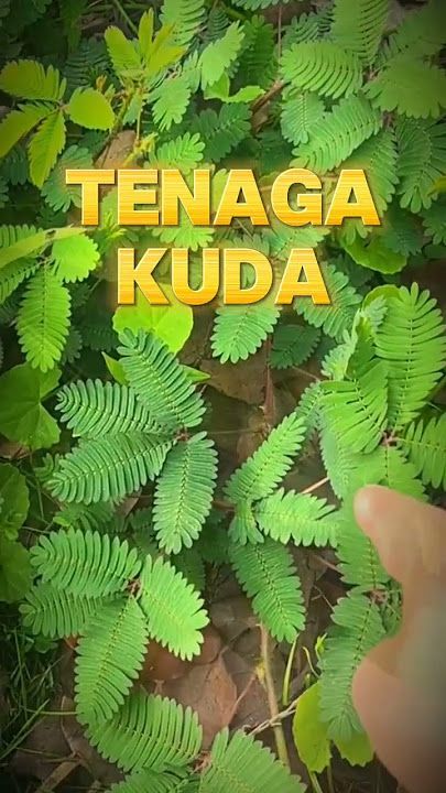 Manfaat daun putri malu #putrimalu #daunputrimalu #tanamanputrimalu #tanamanherbal  #tumbuhanobat