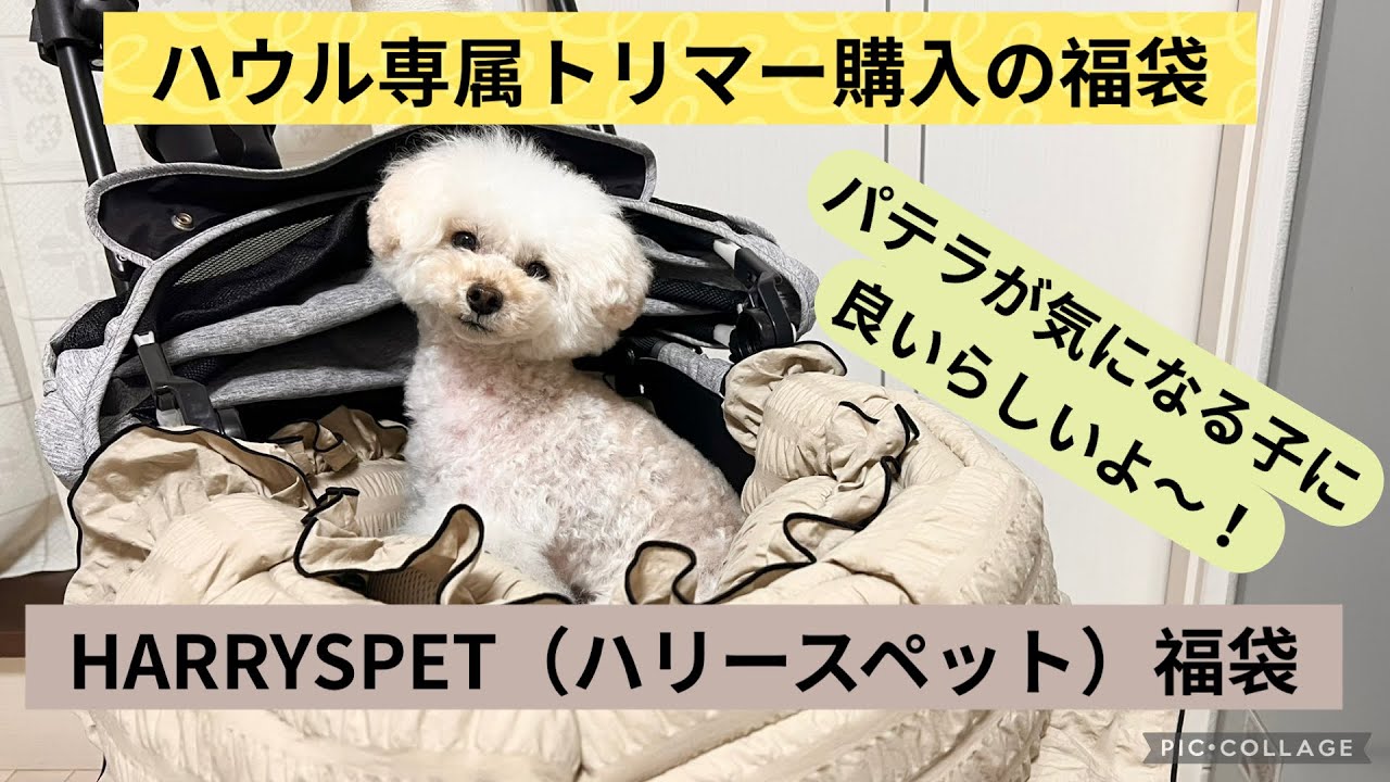 【福袋2026】ハリースペットのサイズ感と注意点のご紹介