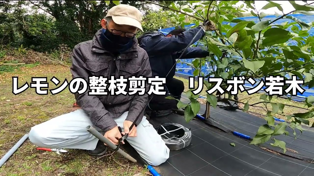 ⑤レモンの整枝剪定（リスボン_若木）【東京都島しょ農林水産総合センター】